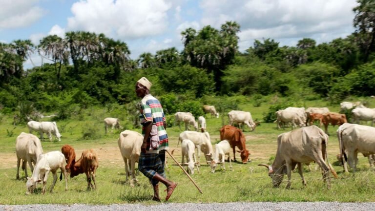 Firm up Livestock Bill to secure livelihoods