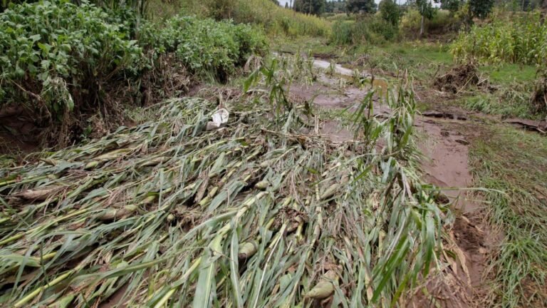 Less than 1pc of Kenyan farmers have crop insurance: That must change