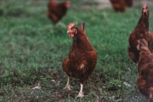Royal Show cuts poultry competition over bird-flu concerns