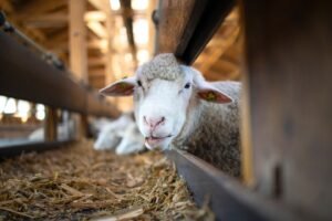 WA sheep industry gets $40m federal funding