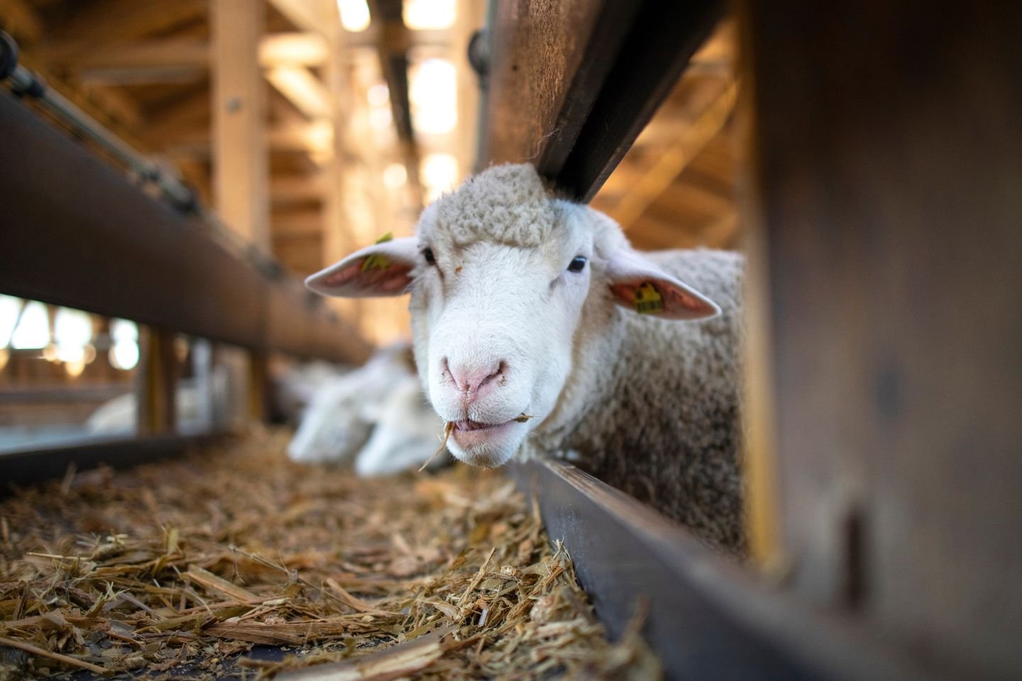 WA sheep industry gets $40m federal funding