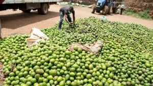 Juja’s avocado exporter Karakuta eyes NSE listing