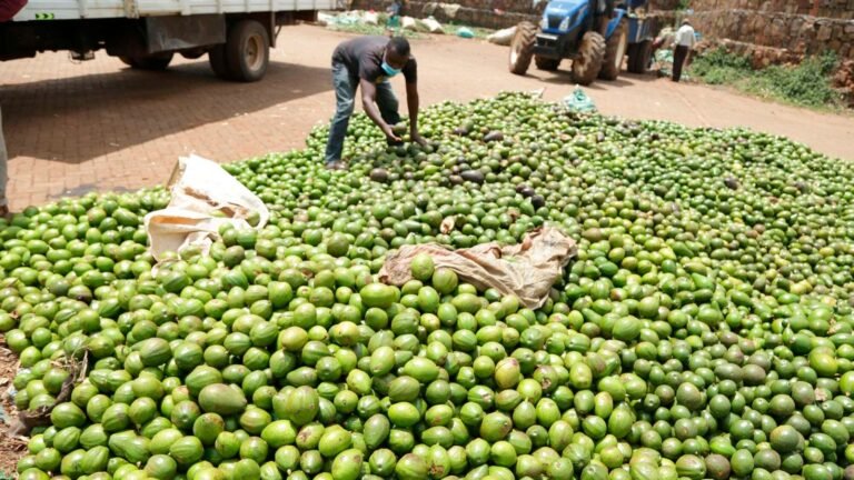 Juja’s avocado exporter Karakuta eyes NSE listing