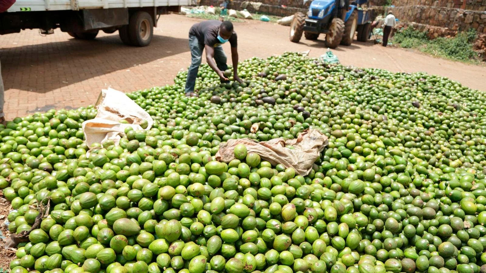 Juja’s avocado exporter Karakuta eyes NSE listing