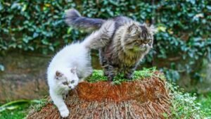 Why moving with your pet abroad costs nearly Sh2m
