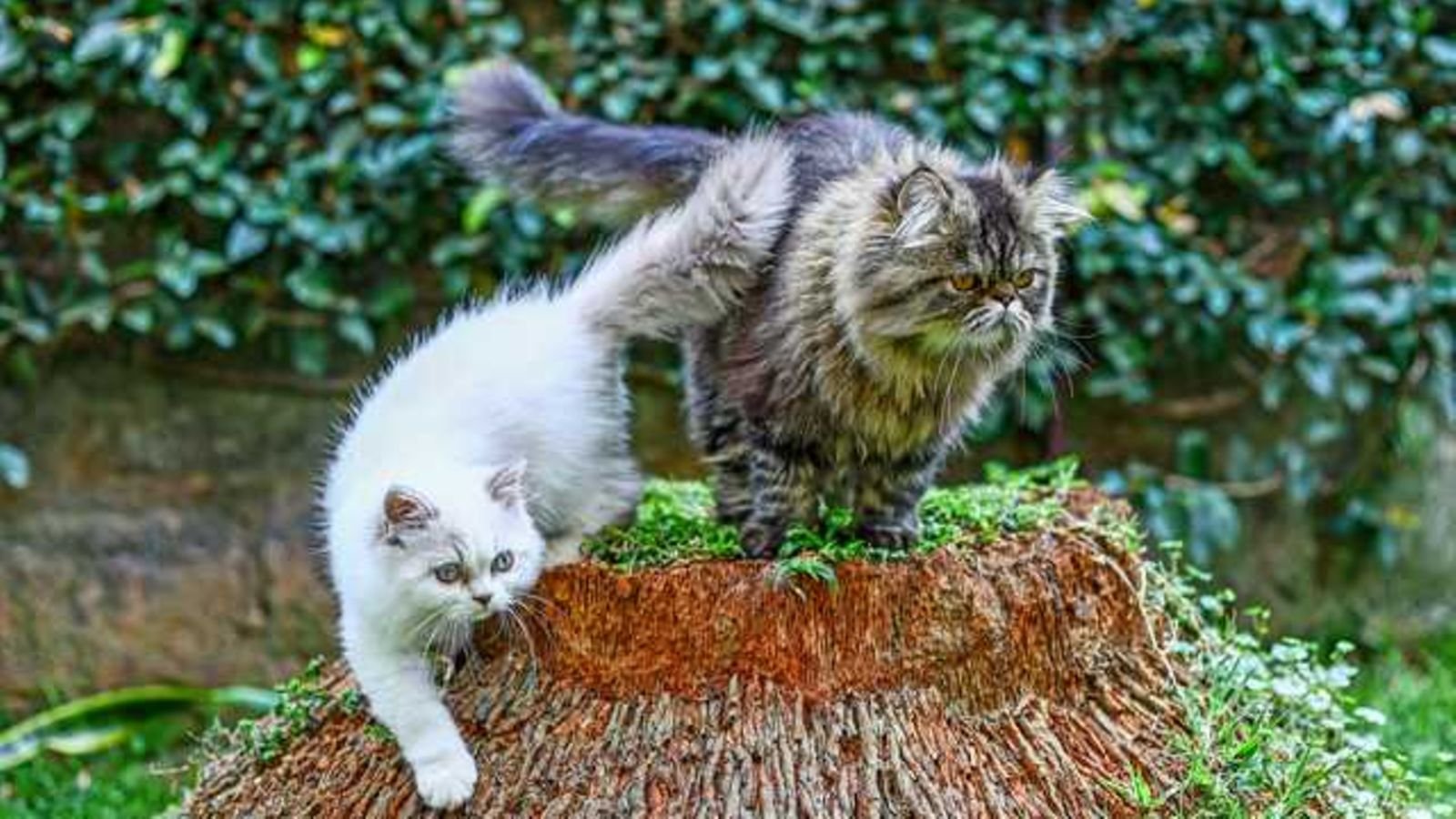 Why moving with your pet abroad costs nearly Sh2m