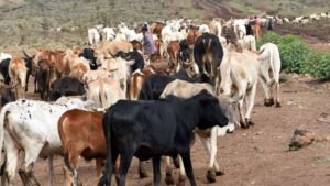 10 years on, pastoralists still wait for the community land promise