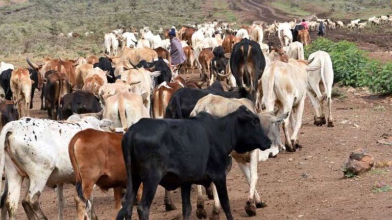 10 years on, pastoralists still wait for the community land promise