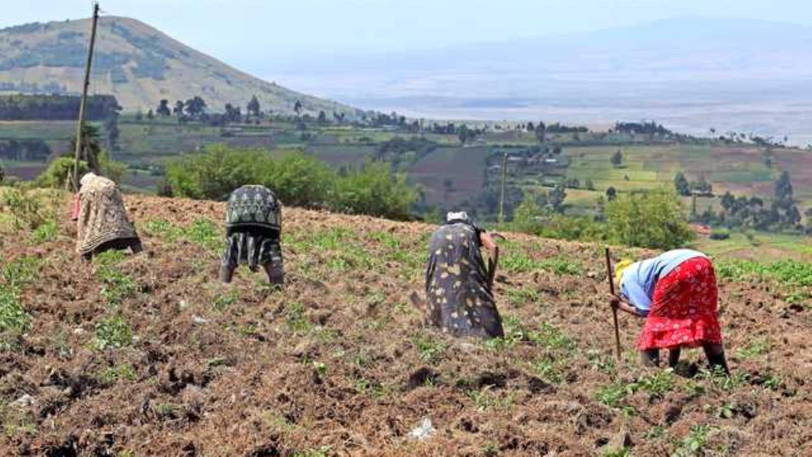 Public money needs new job in Africa agriculture
