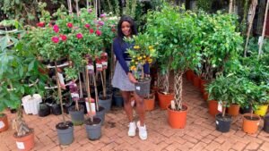 The wealthy Kenyans spending more than Sh100,000 on grown plants