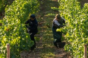 Migration obsession puts economy at risk, employers warn