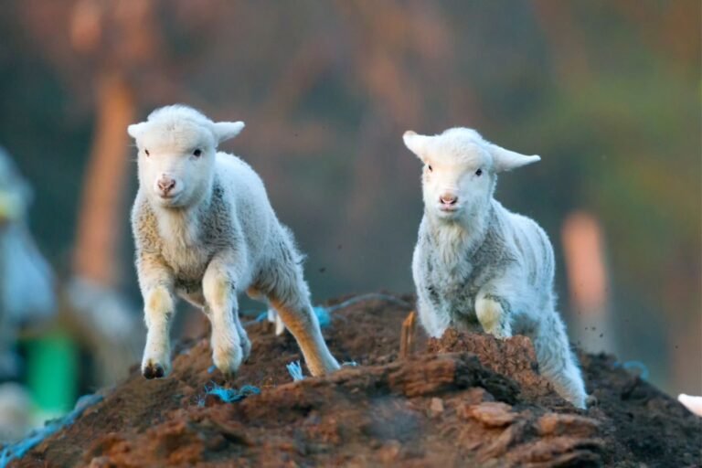 Opinion: Pressures build on lamb prices